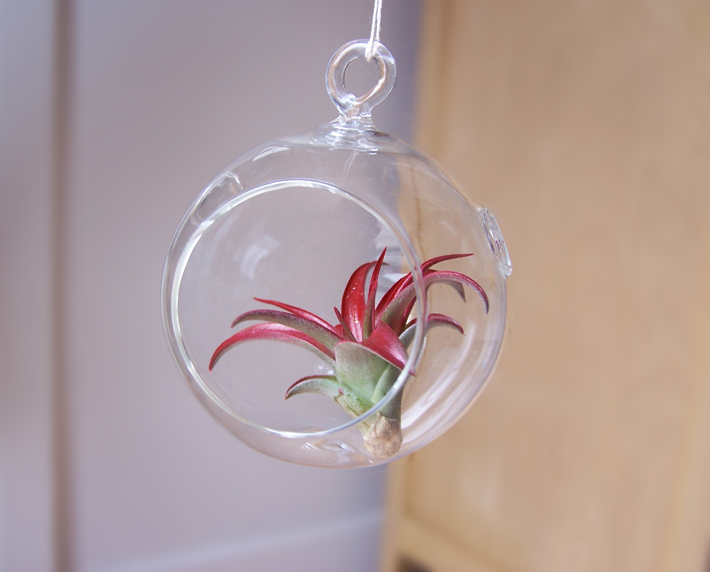 Tillandsia3