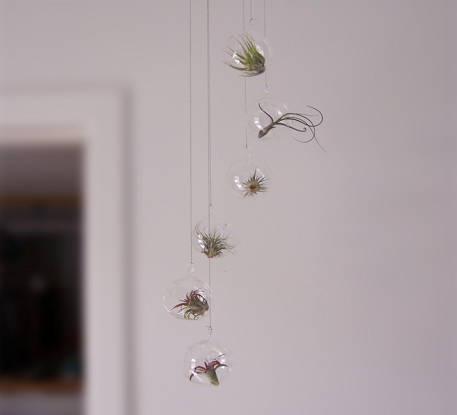 tillandsia2_1